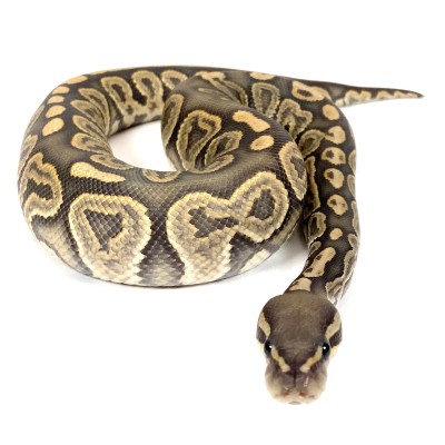 animal image