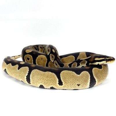 animal image