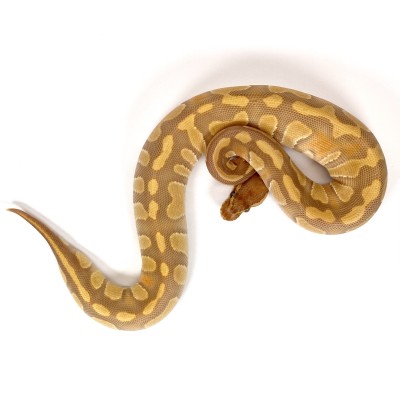 animal image