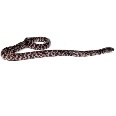 animal image