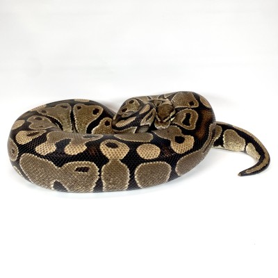 animal image