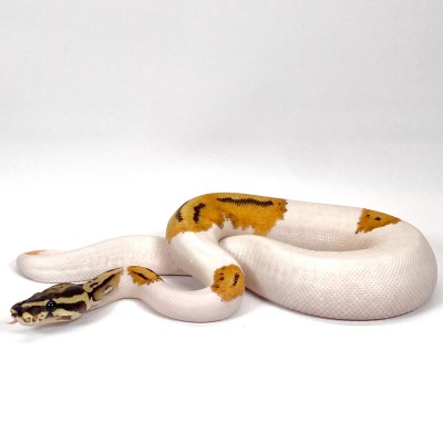animal image