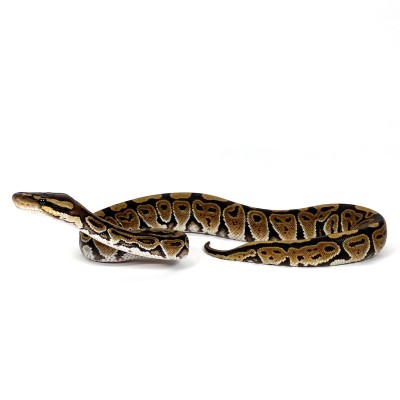 animal image