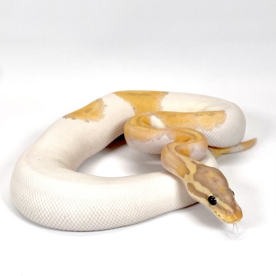 animal image