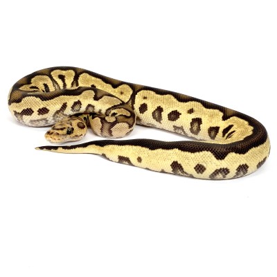 animal image