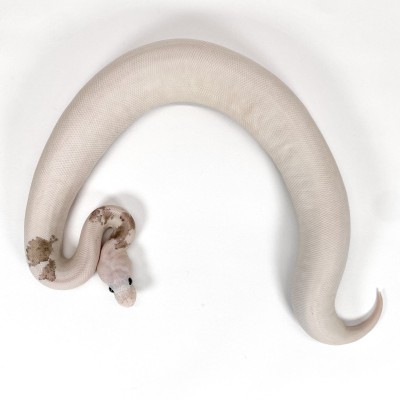animal image