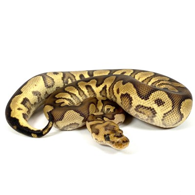 animal image