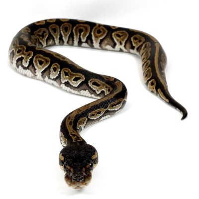 animal image