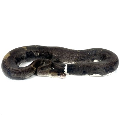 animal image