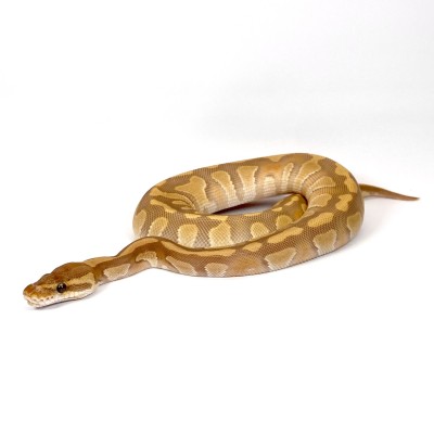 animal image