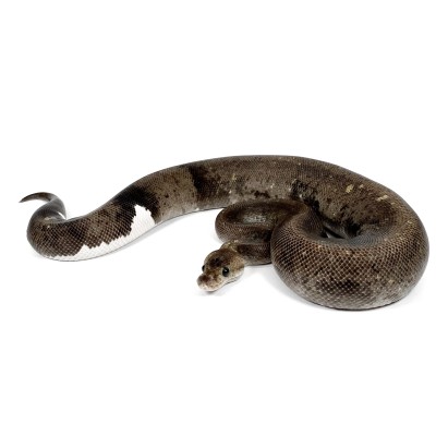 animal image