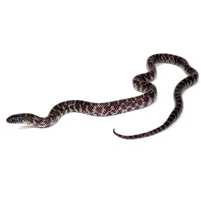 animal image
