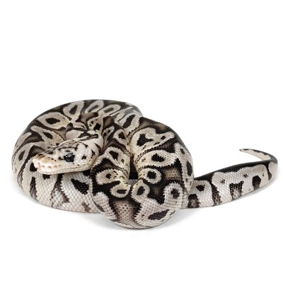 animal image