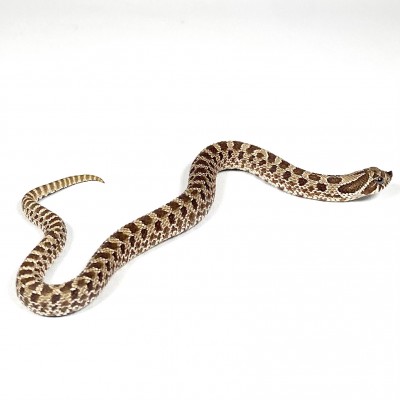 animal image
