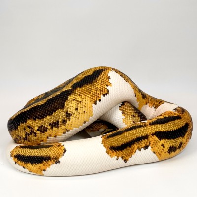 animal image