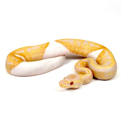 animal image