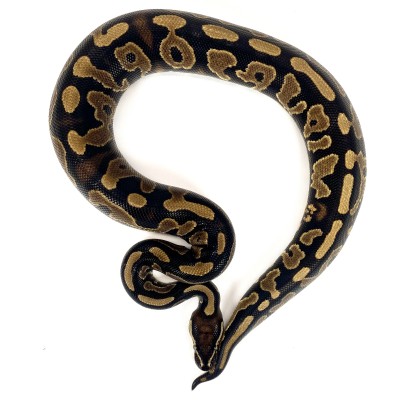 animal image
