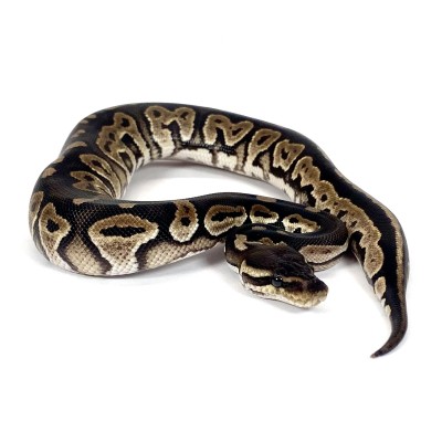 animal image