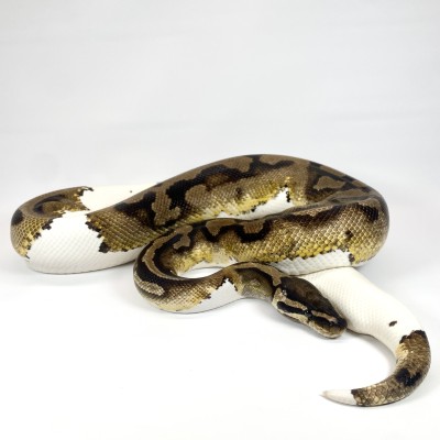 animal image