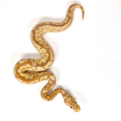 animal image
