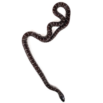 animal image