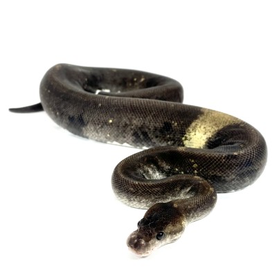 animal image