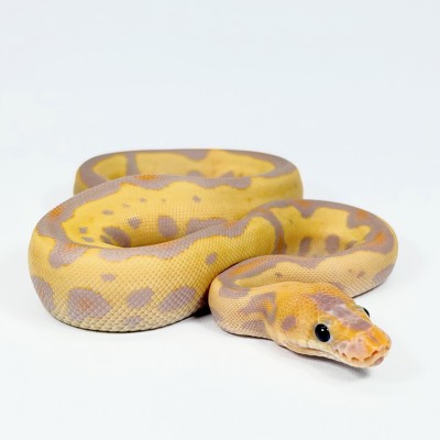 animal image