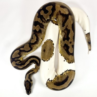 animal image