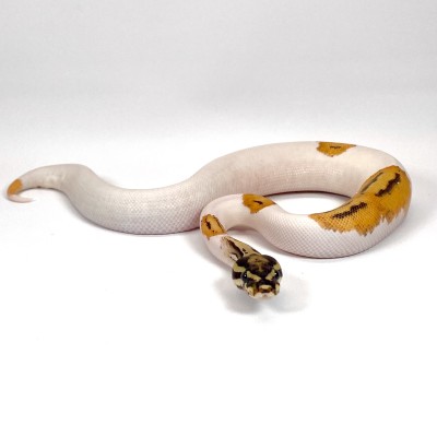 animal image