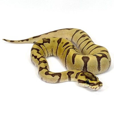 animal image