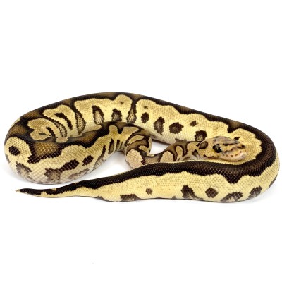 animal image