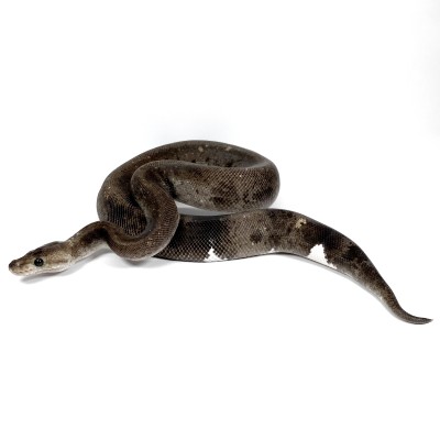 animal image