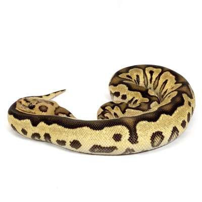 animal image