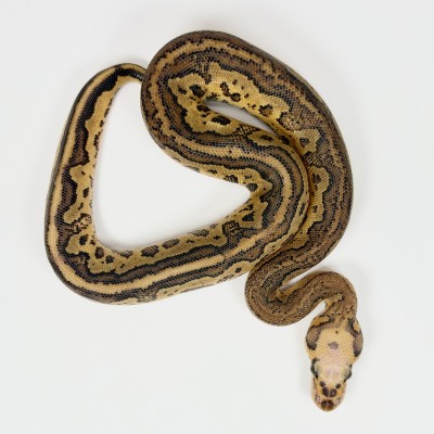 animal image