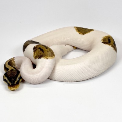 animal image