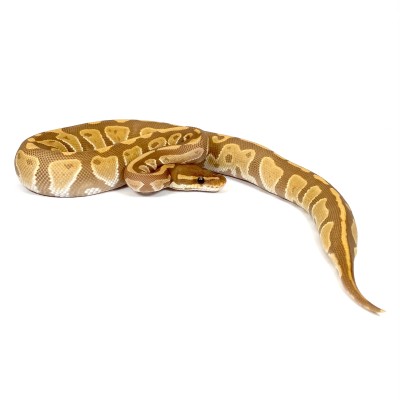 animal image