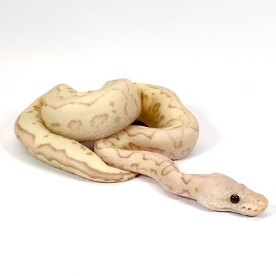 animal image