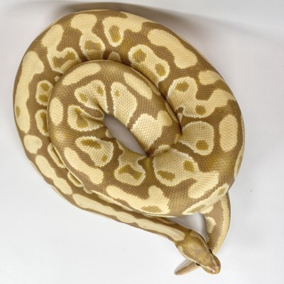 animal image