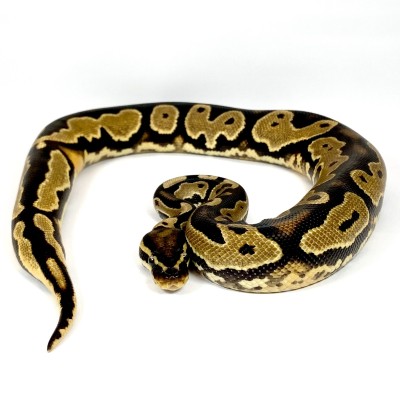 animal image