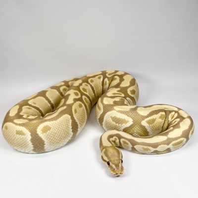 animal image