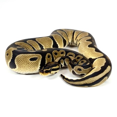 animal image