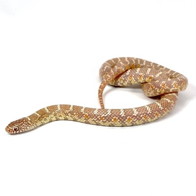 animal image