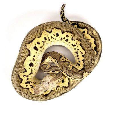animal image