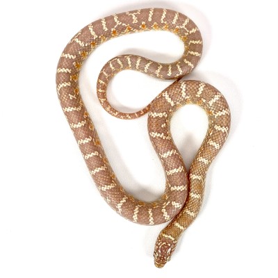 animal image
