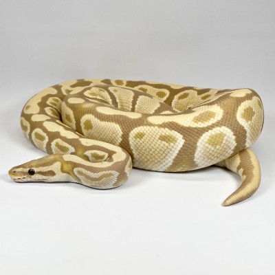 animal image