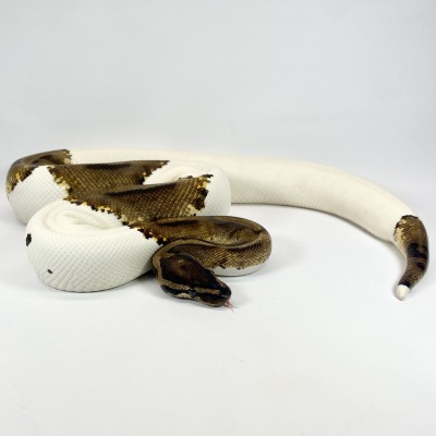 animal image