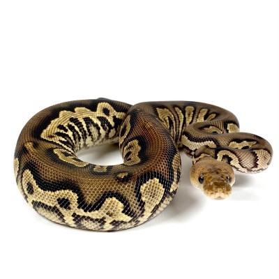 animal image