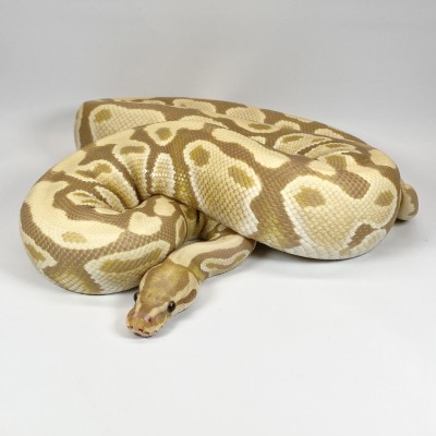 animal image