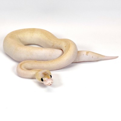animal image