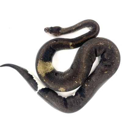 animal image